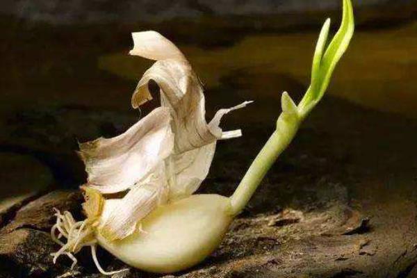 蒜長芽了還能生吃嗎?還能用醋泡嗎?