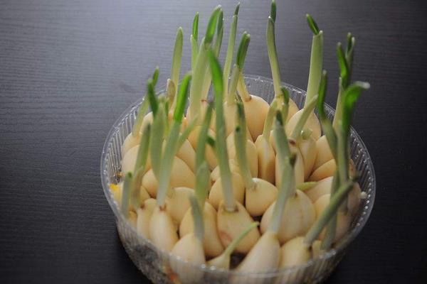 蒜長芽了還能生吃嗎?還能用醋泡嗎?