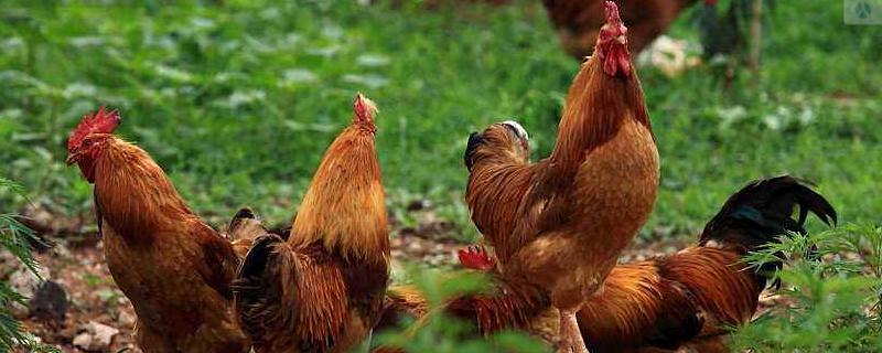 養雞場大門對聯，經典七字好對聯及橫批推薦