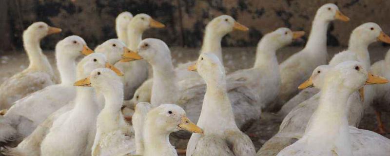 養鴨場大門對聯，經典七字好對聯及橫批推薦