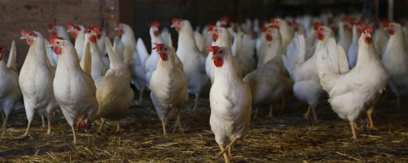 養殖場春節對聯，關于養殖的對聯推薦