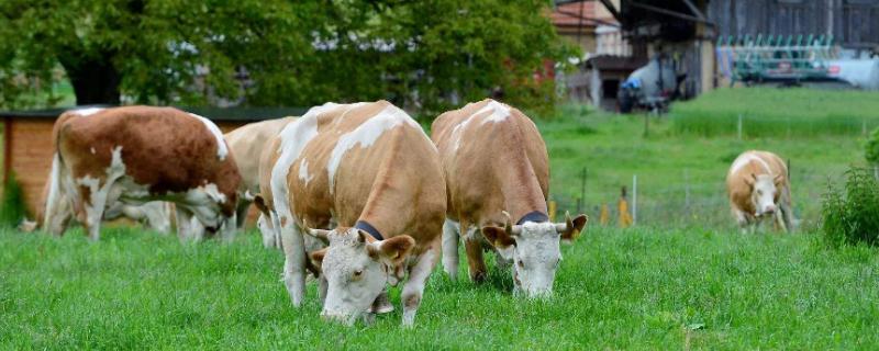 生態農業養殖的對聯，經典七字對聯及橫批推薦