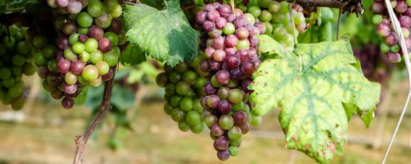 葡萄長毛了還能吃嗎？怎么處理？