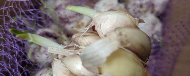 蒜長芽了還能生吃嗎？還能用醋泡嗎？