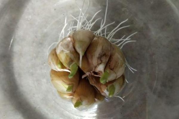 蒜長芽了還能生吃嗎?還能用醋泡嗎?