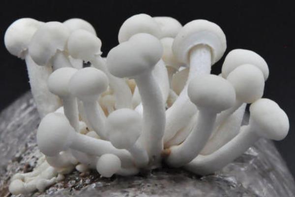 蘑菇菌包怎么種植方法