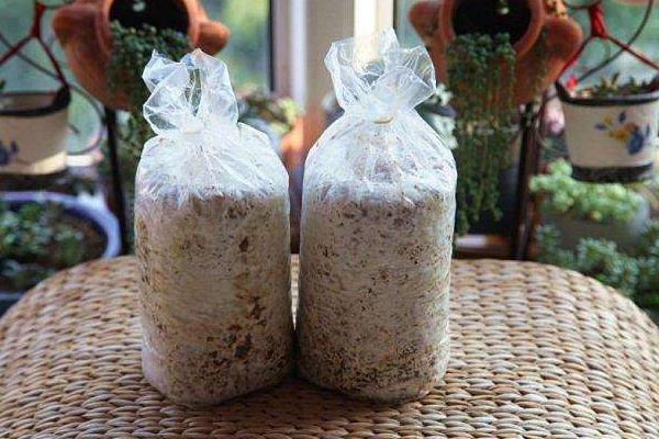 蘑菇菌包怎么種植方法