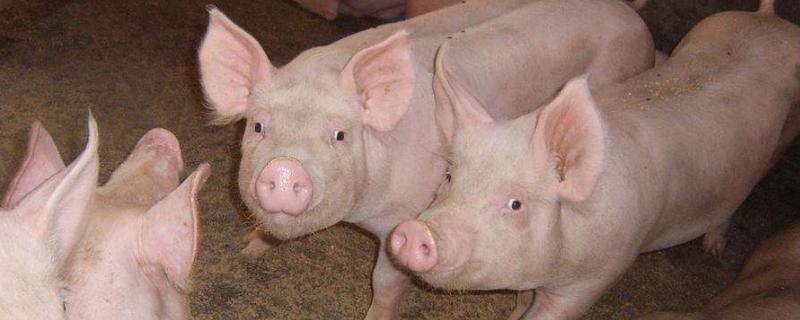 養豬場大門對聯，農村豬圈對聯，經典七字好對聯及橫批推薦