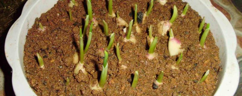 蒜苗的高度18天記錄（含10天、14天）