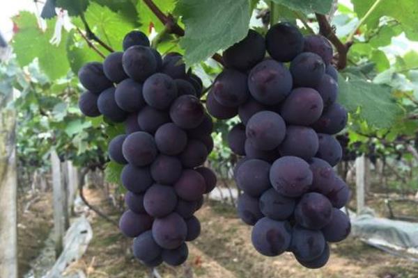 常見的葡萄品種與圖片介紹
