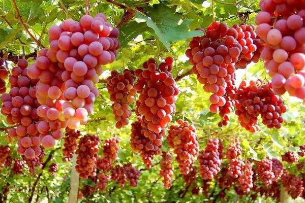 常見的葡萄品種與圖片介紹