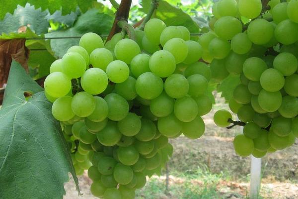 常見的葡萄品種與圖片介紹