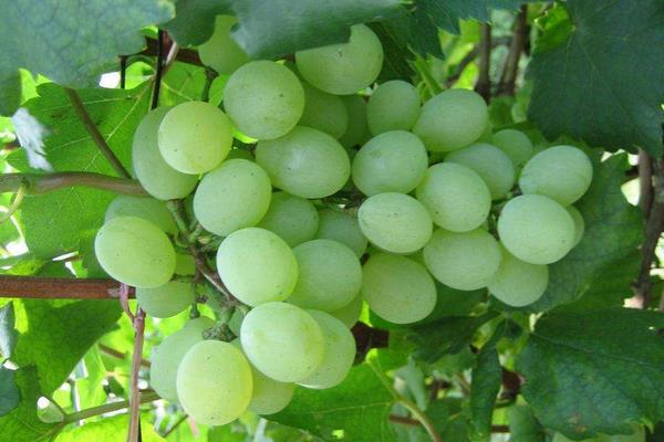 常見的葡萄品種與圖片介紹