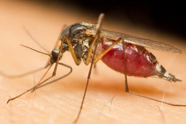 蒼蠅能吃嗎？蚊子能吃嗎？