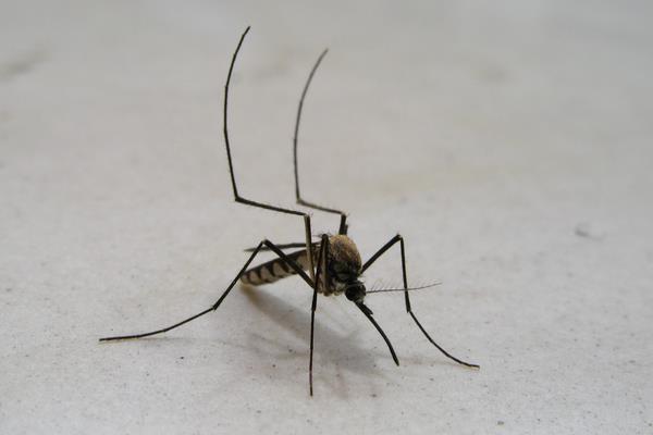 蒼蠅能吃嗎？蚊子能吃嗎？