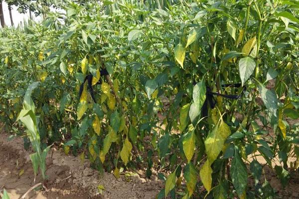 辣椒澆水時(shí)間，早上和晚上什么時(shí)候澆水好