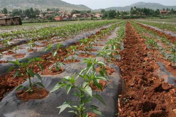 辣椒澆水時(shí)間，早上和晚上什么時(shí)候澆水好