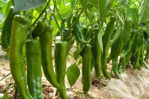 辣椒澆水時(shí)間，早上和晚上什么時(shí)候澆水好