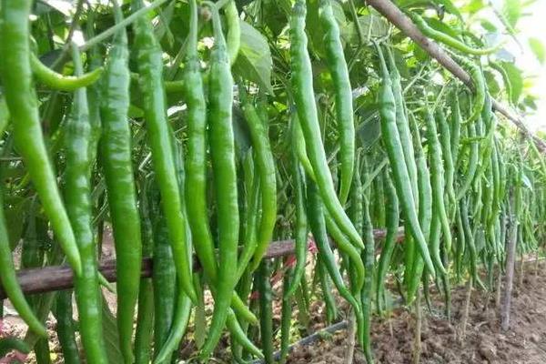 辣椒澆水時(shí)間，早上和晚上什么時(shí)候澆水好