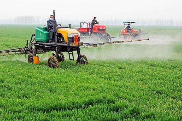 冬季麥田除草的最佳時間，小麥除野麥子最佳時間