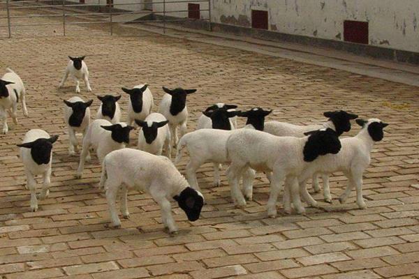 養羊100只投資多少（一年），賺多少錢？