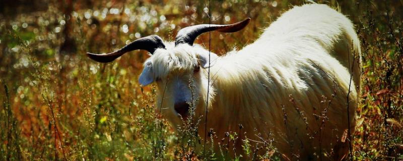 養羊100只投資多少（一年），賺多少錢？