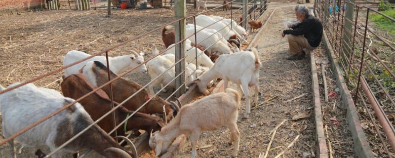 羊圈怎么建最合理?怎么消毒?
