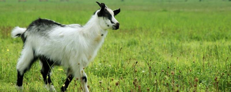 山羊養殖投資成本多少？掙錢嗎？前景如何？