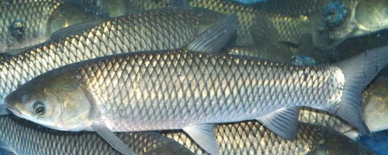 草魚養殖成本利潤計算，草魚養殖畝產多少斤