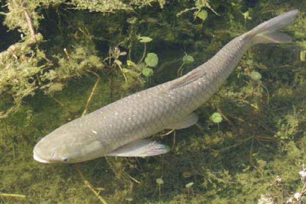 草魚養(yǎng)殖成本利潤計算,草魚養(yǎng)殖畝產(chǎn)多少斤