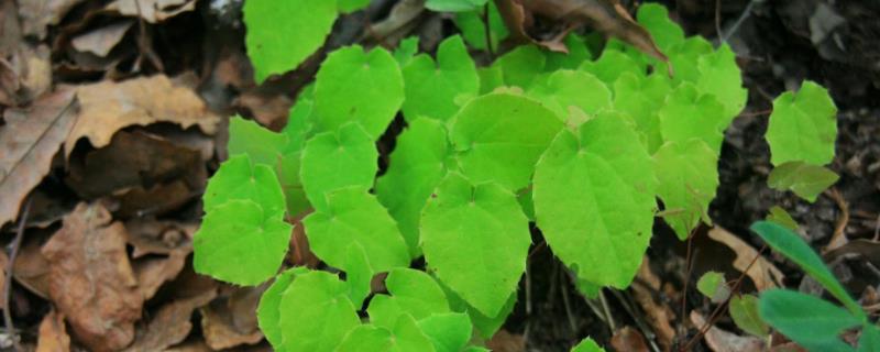 霪羊藿市場價多少？怎么吃效果更好？