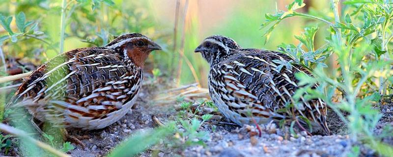 鵪鶉怎么殺才正確？殺的時候要不要放血？