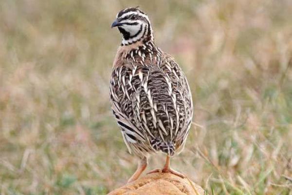 鵪鶉怎么殺才正確？殺的時候要不要放血？