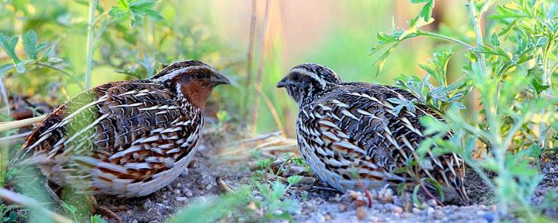養(yǎng)殖鵪鶉為什么賠錢,附風險和利潤分析