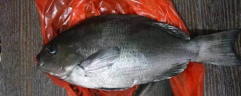 黑毛魚(yú)多少一斤？黑毛魚(yú)是什么魚(yú)？有什么營(yíng)養(yǎng)價(jià)值？