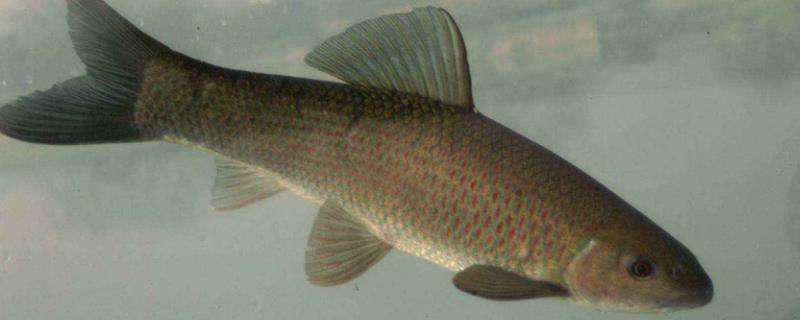 青魚為什么比草魚貴？它們的區別是什么？