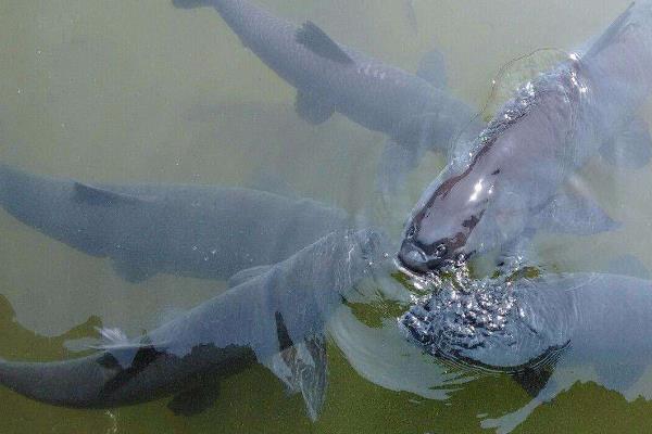 青魚為什么比草魚貴?它們的區(qū)別是什么?