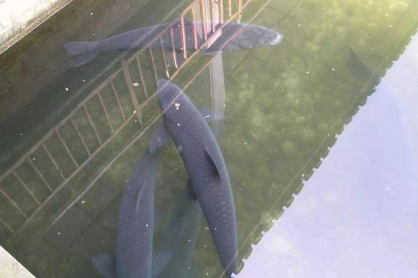 青魚為什么比草魚貴?它們的區(qū)別是什么?