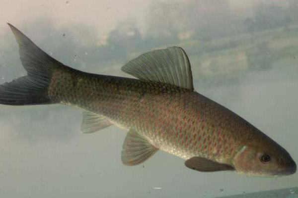 青魚為什么比草魚貴?它們的區(qū)別是什么?