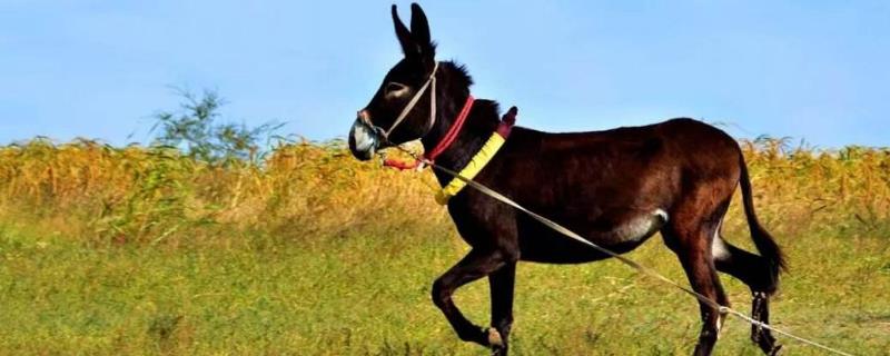 殺一頭驢的利潤是多少，能掙多少錢