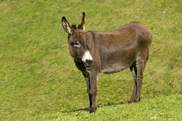 養驢掙錢為什么沒人養，養5頭驢的利潤與成本