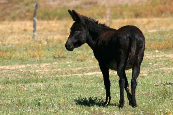 養驢掙錢為什么沒人養，養5頭驢的利潤與成本