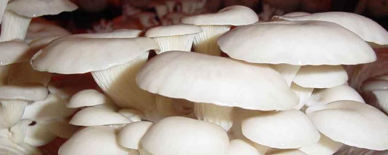 玉米芯平菇最合理配方(發(fā)酵料、高產(chǎn)、高營養(yǎng))