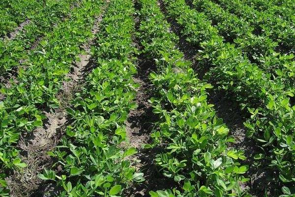 花生肥氮磷鉀配方比例