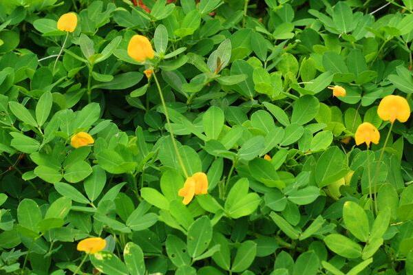 花生肥氮磷鉀配方比例