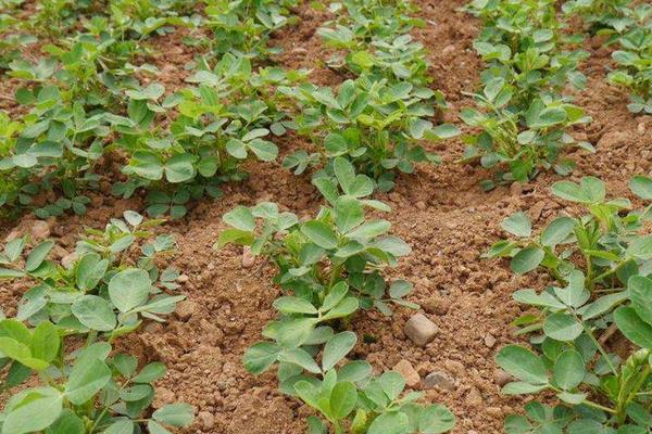 花生肥氮磷鉀配方比例