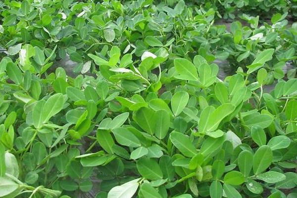 花生追肥時間,追什么肥好