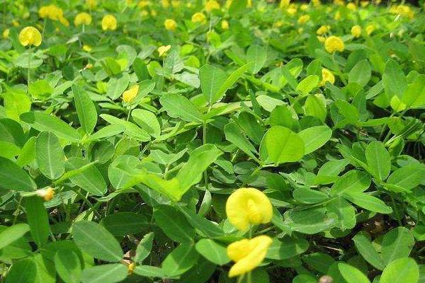 花生追肥時間,追什么肥好