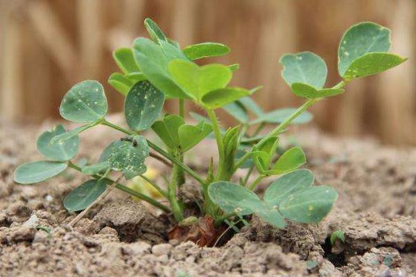 花生追肥時間,追什么肥好