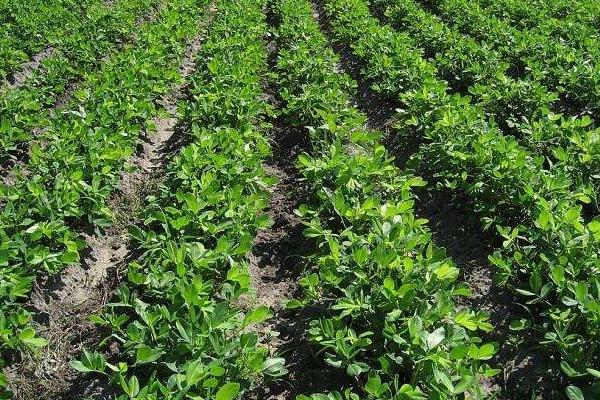 花生追肥時間,追什么肥好